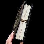 Dragon Book Box - Dice Roller - Dice/Card Storage