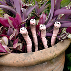 Thirsty Worm moisture monitor for your potted plant