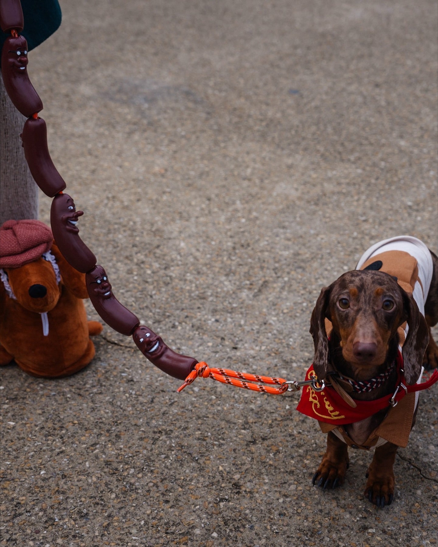 Sausage traction rope for your puppy