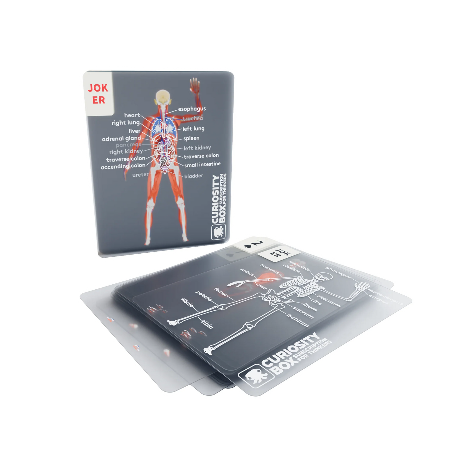 3D body slices poker