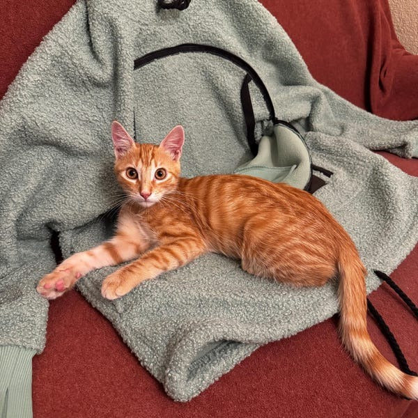 Soft Dog & Cat Pullover with Funny Pocket